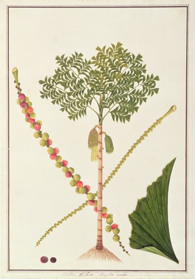 Fischschwanzpalme, aus Zeichnungen von Pflanzen aus Malakka, ca. 1805-18 von Chinese School